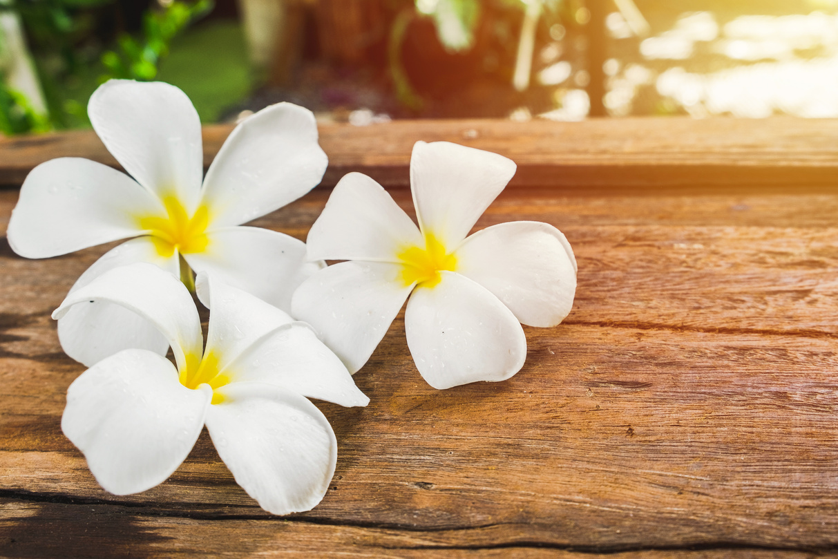 White Frangipani Flowers on Wooden Floor Background